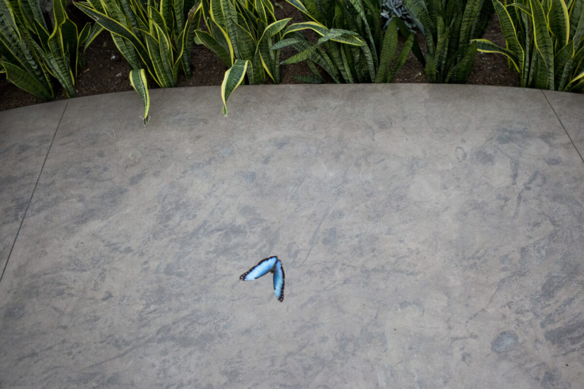 Thanksgiving Point butterfly exhibit gets visitors up close with